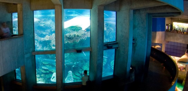 10 самых больших и удивительных аквариумов мира