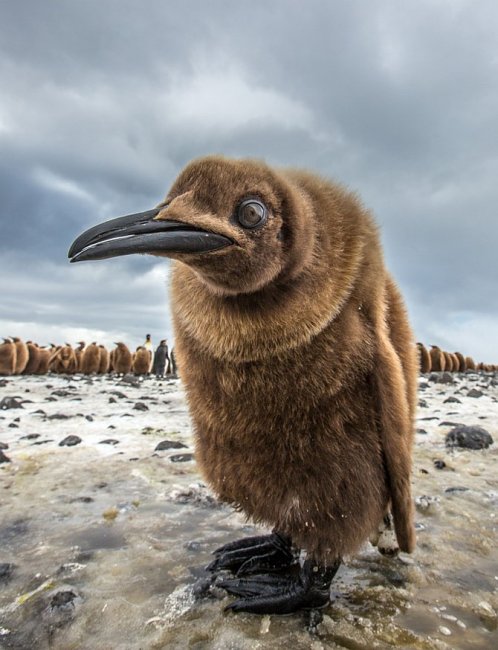 25 лучших снимков с ежегодного фотоконкурса дикой природы