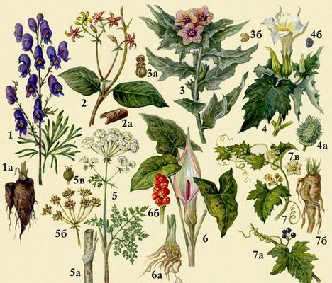 7 самых опасных растений России