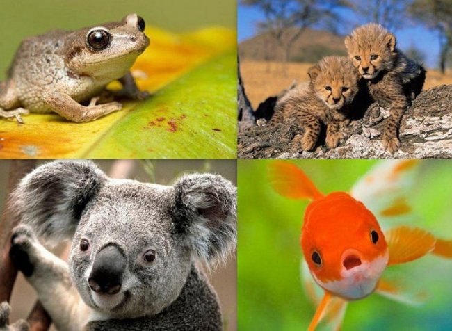 10 совершенно ошибочных фактов о животных