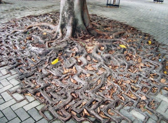 Необычный рост корней дерева