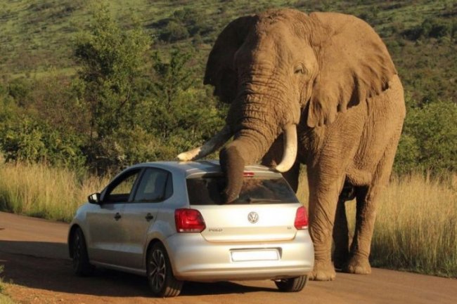 Слон убедился, что автомобиль - лучшая чесалка