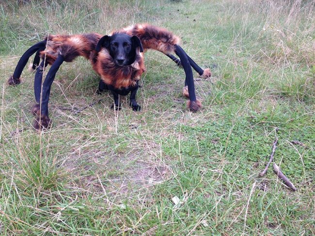 Собачка Чика в костюме паука пугает людей