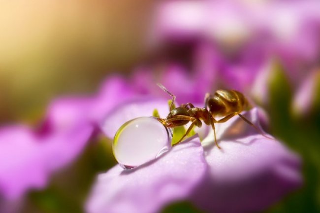 Приключения муравьев