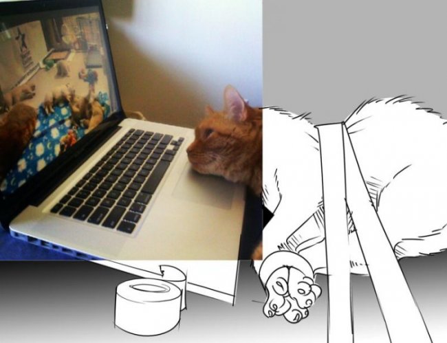 Кот смотрит на ноутбуке ролик с собачками