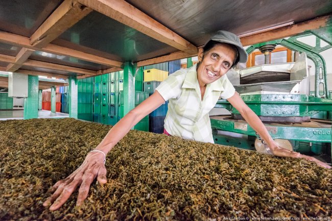 Как выглядит чайная фабрика на Шри-Ланке