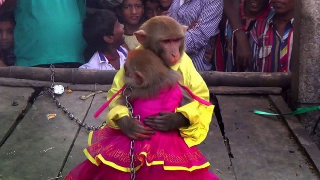 Шикарная свадьба обезьян с лимузином и кольцами