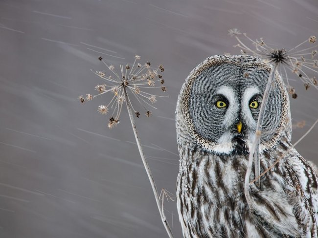 National Geographic: лучшие фотографии ноября