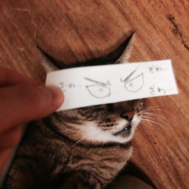 Коты с нарисованными глазами
