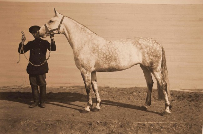 Выставка племенных лошадей в Москве 1896 года