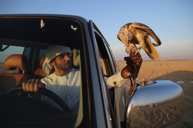 Соколиная охота в Арабских Эмиратах