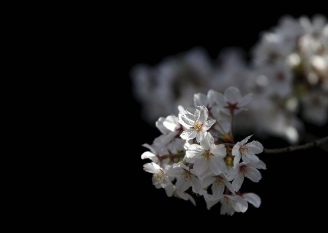Ханами — японская традиция любования цветущей сакурой
