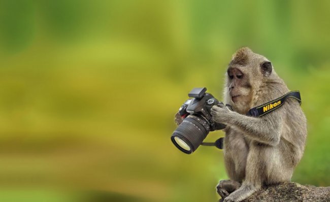 Животные-фотографы
