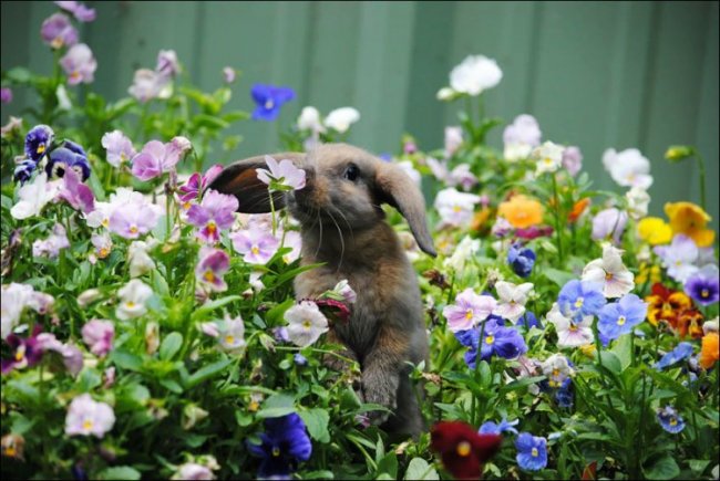 Животные тоже любят цветы