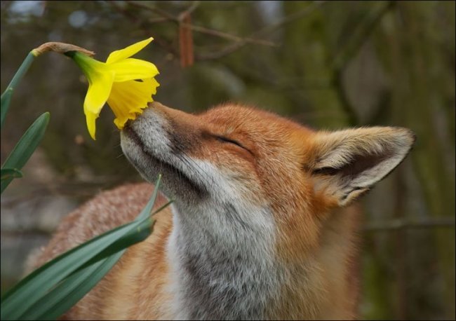 Животные тоже любят цветы