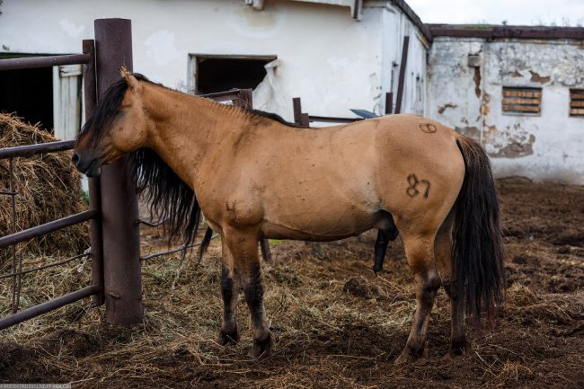 Уфимский конный завод