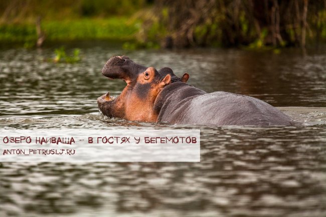 Озеро Наиваша: в гостях у бегемотов