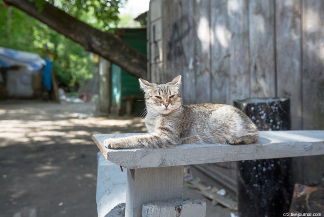 Томские котики