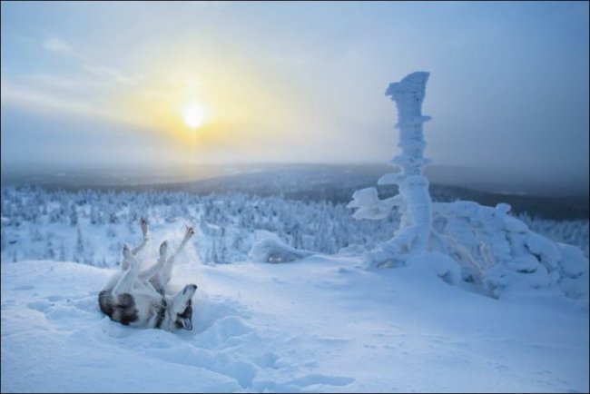 Зимняя Лапландия