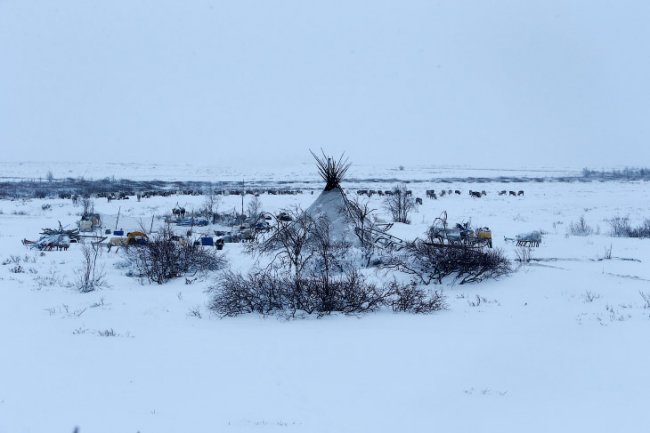 Оленеводы в Заполярье