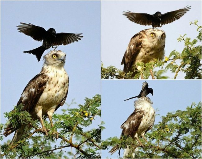 Храбрая ворона пытается отогнать орла от гнезда