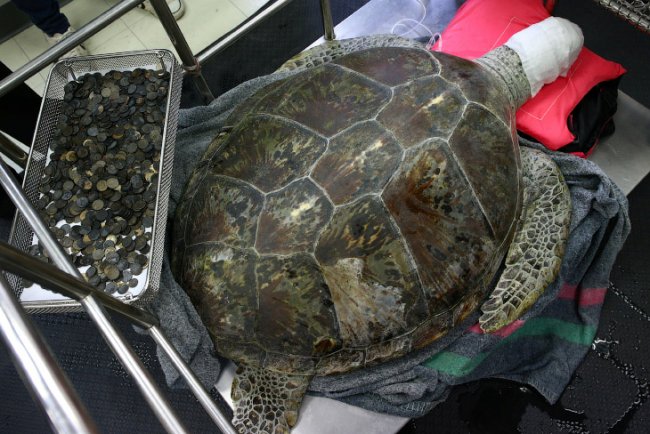 Черепаха «Банк»: врачи извлекли из черепахи 915 монет
