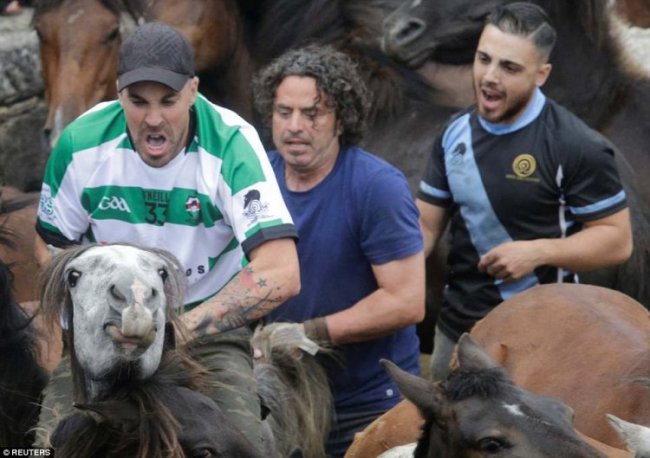 "Rapa das Bestas": смешались в кучу кони, люди