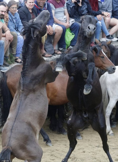 "Rapa das Bestas": смешались в кучу кони, люди
