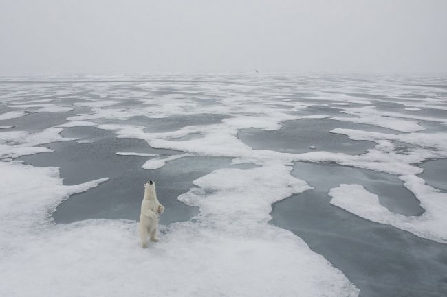 National Geographic: лучший фотограф природы 2017