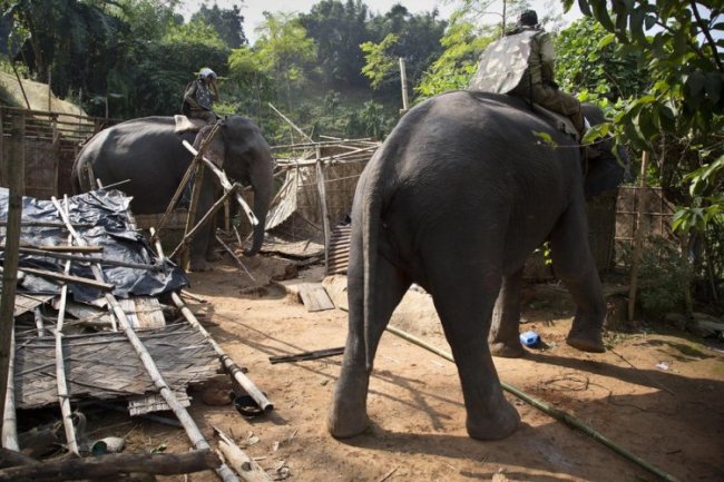 Индийская полиция взяла на работу слонов