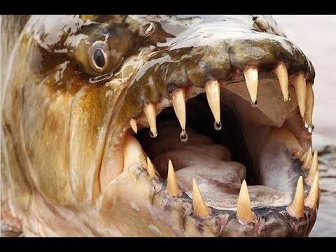 Рыбаки в глубоком шоке. Огромная рыбина сожрала рыбака на глазах сотен свид ...