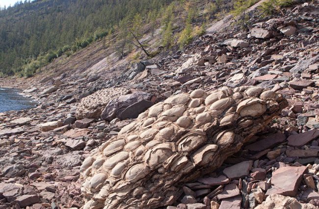 Строматолиты: живые камни