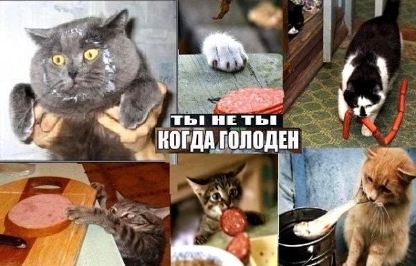 Подборка картинок с котами (35 фото)