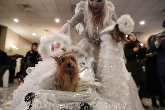 New York Pet Fashion Show: крупнейший в мире показ мод для животных