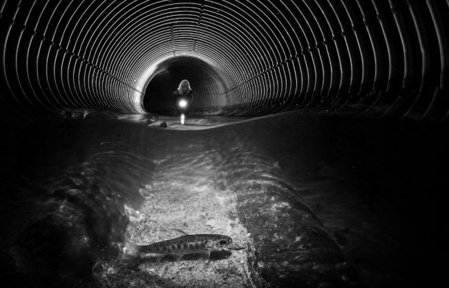 Победители конкурса подводной фотографии 2019