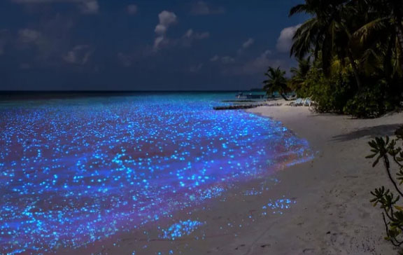 Воплощение сказки: «звездное» море на Мальдивах