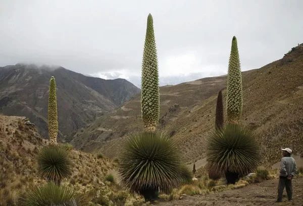 Самый большой живой организм на планете и ещё 6 невероятных растений