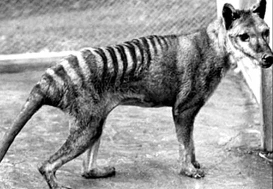 10 видов вымерших животных 19-20 веков, которых успели сфотографировать для истории при их жизни