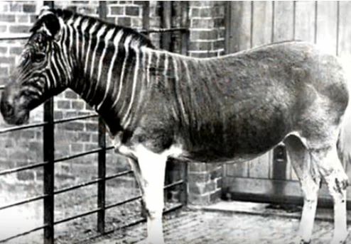 10 видов вымерших животных 19-20 веков, которых успели сфотографировать для истории при их жизни