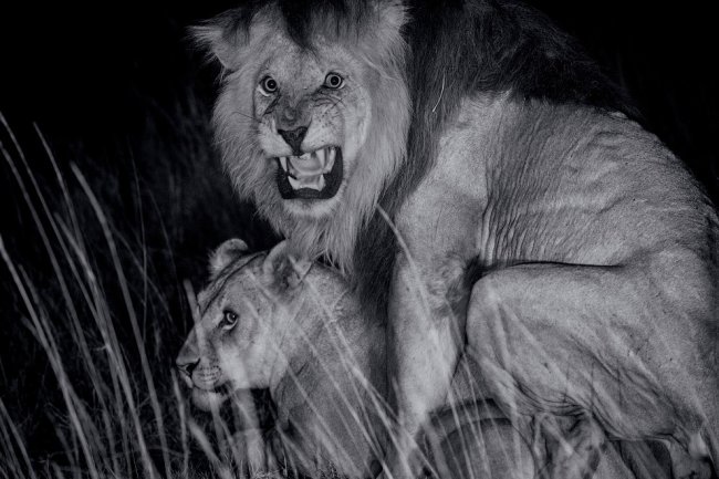 Лицом к лицу со львом