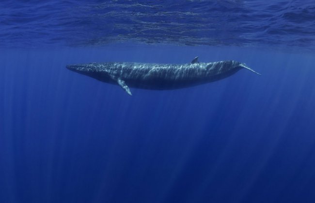 Рыба-кит