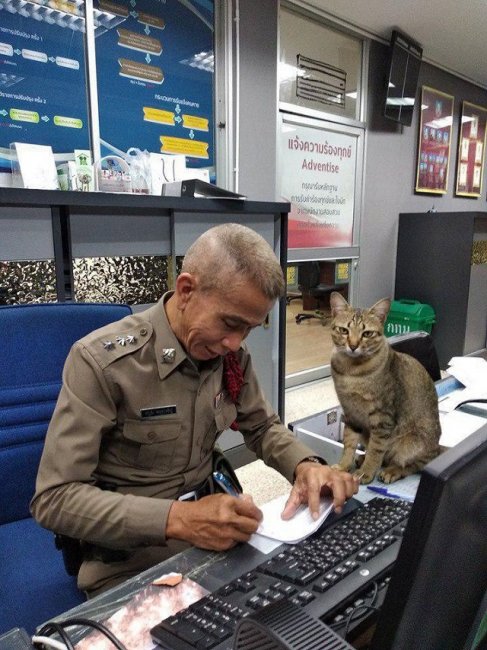Кот-полицейский на страже Таиланда
