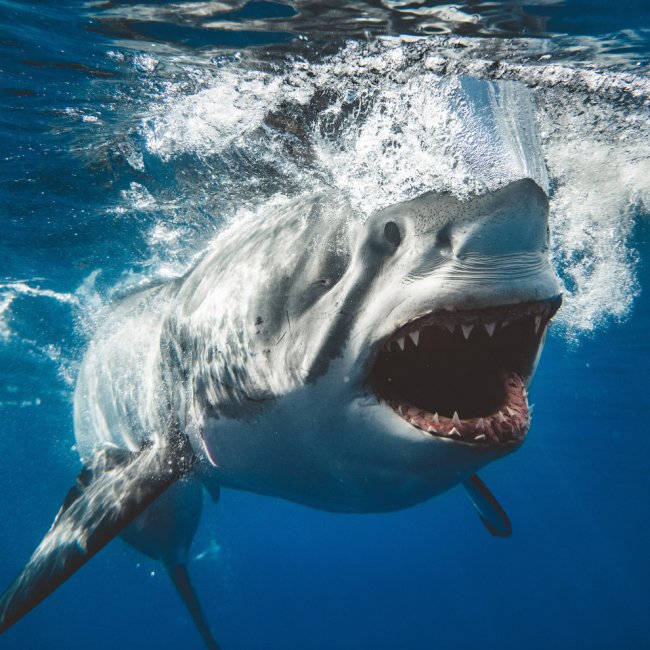 Потрясающие фотографии акул