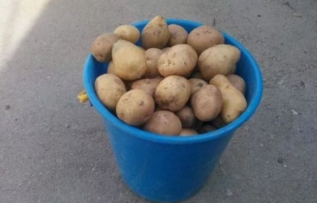 Простой способ быстро почистить ведро картофеля (5 фото)