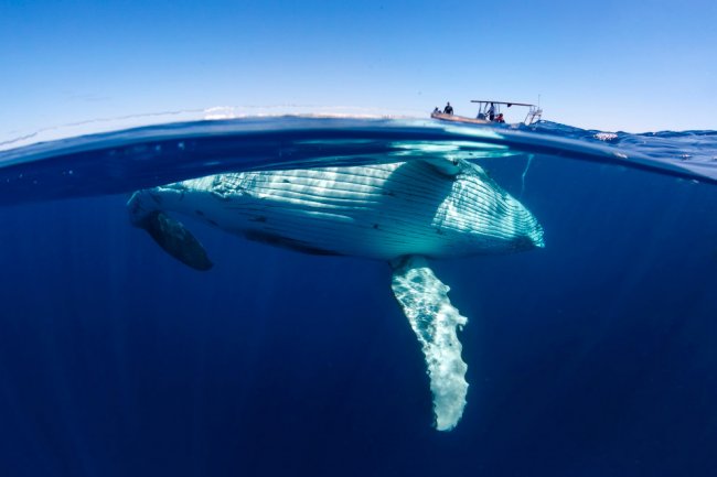 Плавание с китами