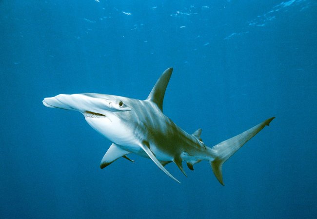 Акулы — грозные хищники морей и океанов
