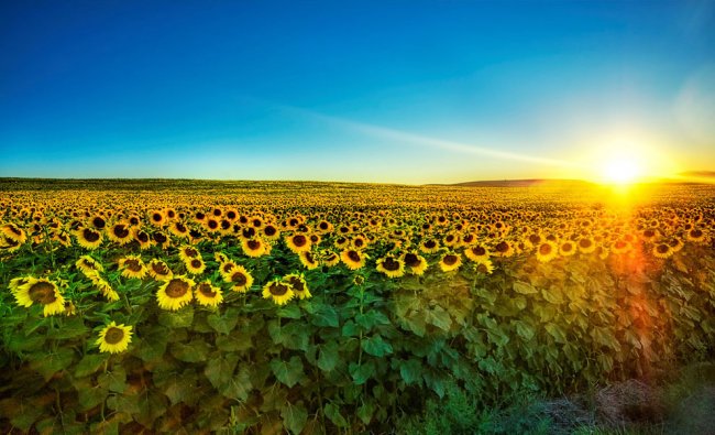 История подсолнечника — «цветка солнца»