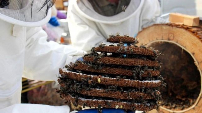 Жареные осы — необычное японское блюдо (5 фото)