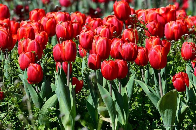 Виртуальный Парад тюльпанов в Никитском саду Крыма