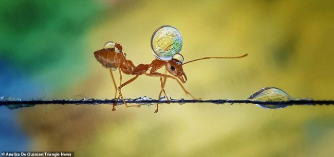 Удивительные фотографии муравьев